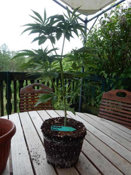 Fruit Bomb Punch Outdoor - 26. Week 5