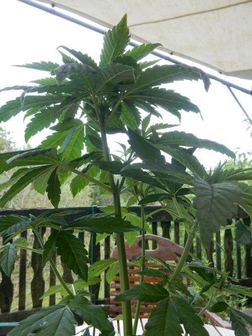 Blueberry - Outdoor 26. Week 5