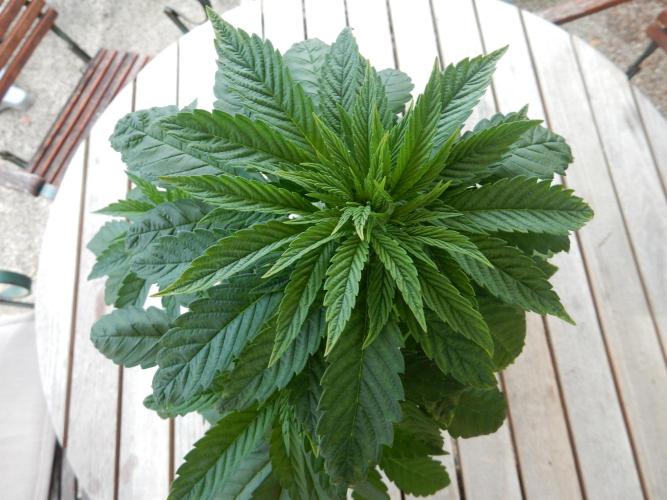 Blueberry - Outdoor 26. Week 5