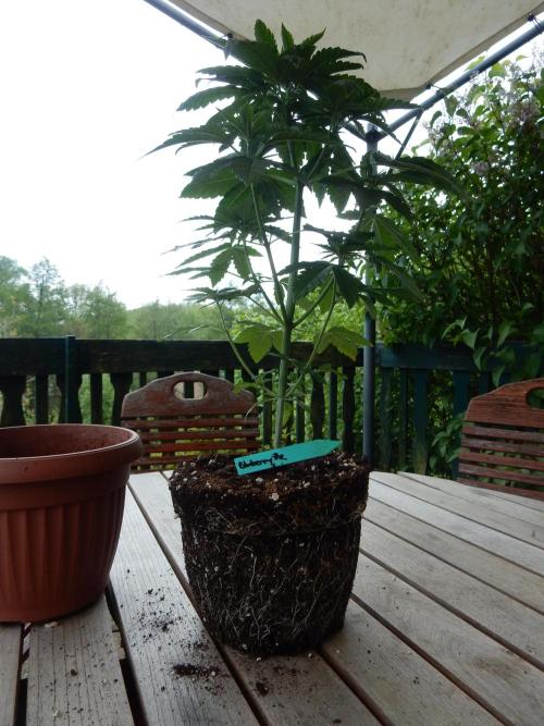 Blueberry - Outdoor 26. Week 5