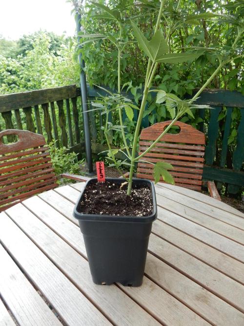 Candyland - Outdoor 26. Week 5