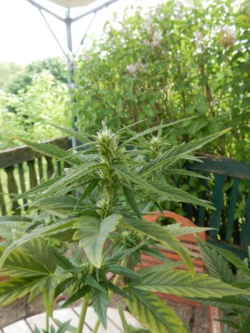 Candyland - Outdoor 26. Week 5