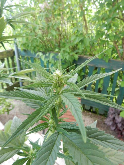 Candyland - Outdoor 26. Week 5