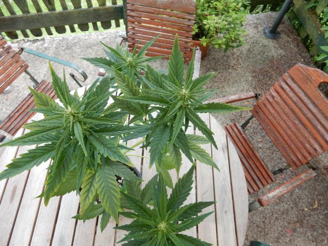 Candyland - Outdoor 26. Week 5