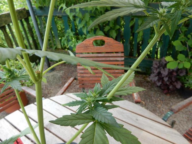 Candyland - Outdoor 26. Week 5