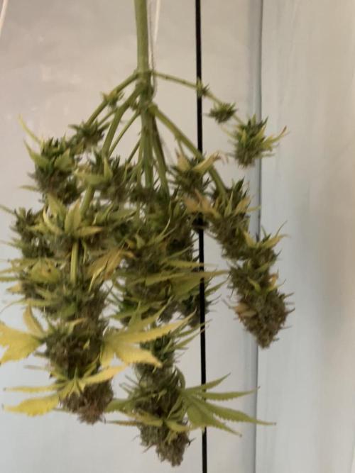 Sticky Broccoli Auto - EGC 2026