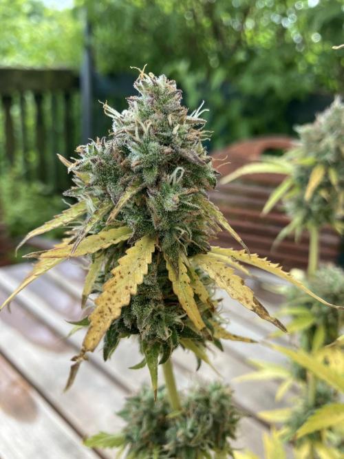 Sticky Broccoli Auto - EGC 2026. Week 11