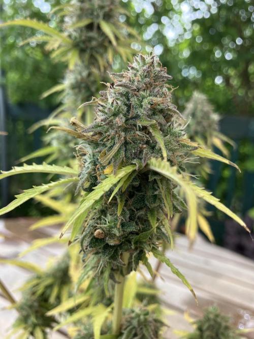 Sticky Broccoli Auto - EGC 2026. Week 11