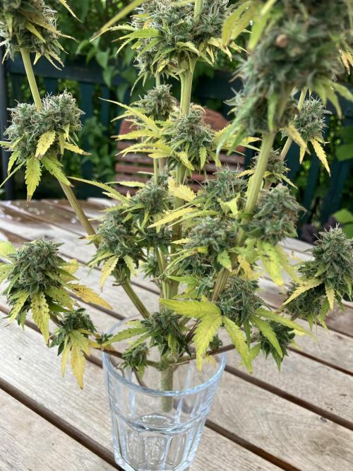 Sticky Broccoli Auto - EGC 2026. Week 11