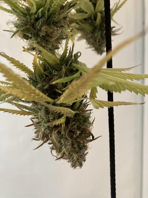 Sticky Broccoli Auto - EGC 2026. Week 11