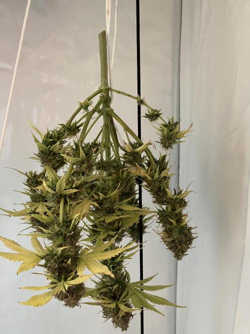 Sticky Broccoli Auto - EGC 2026. Week 11