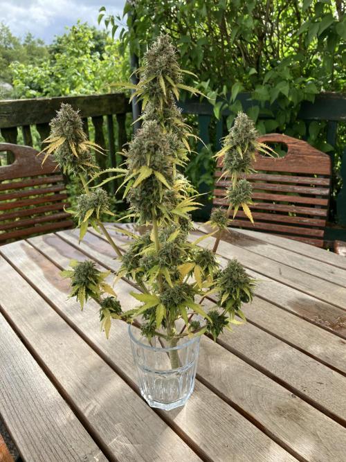 Sticky Broccoli Auto - EGC 2026. Week 11