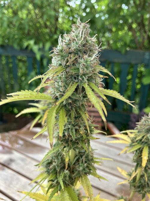 Sticky Broccoli Auto - EGC 2026. Week 11
