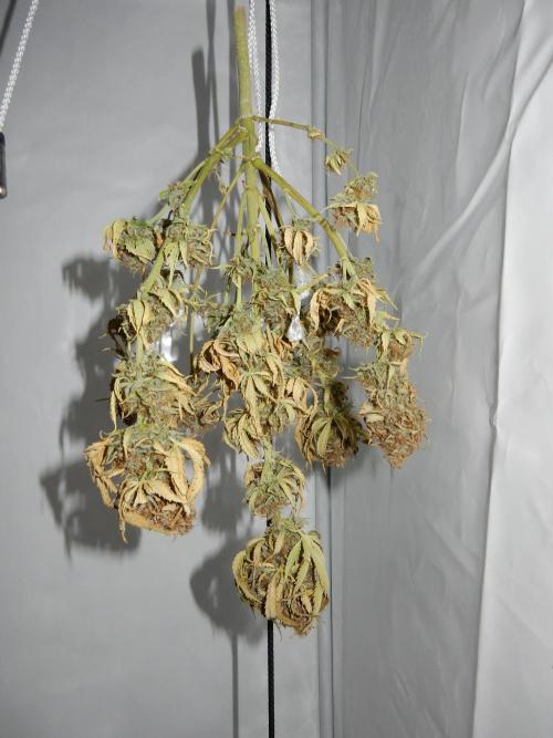 Auto Candy Bubatz XL - I/O. Week 11
