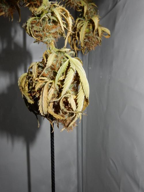 Auto Candy Bubatz XL - I/O. Week 11