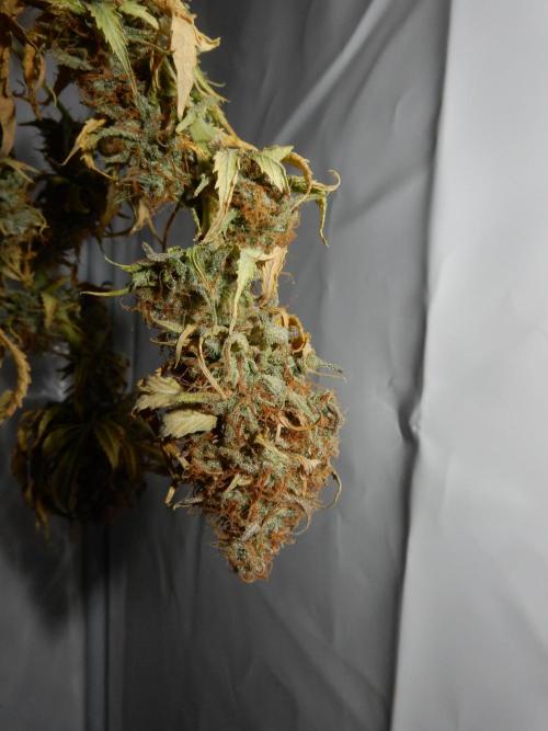 Auto Candy Bubatz XL - I/O. Week 11
