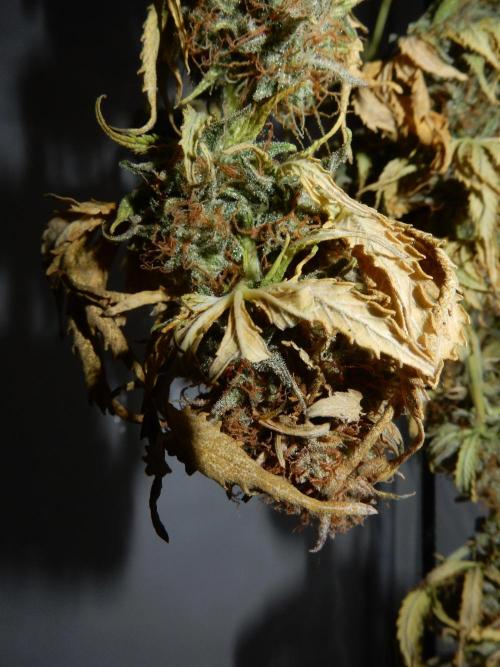 Auto Candy Bubatz XL - I/O. Week 11