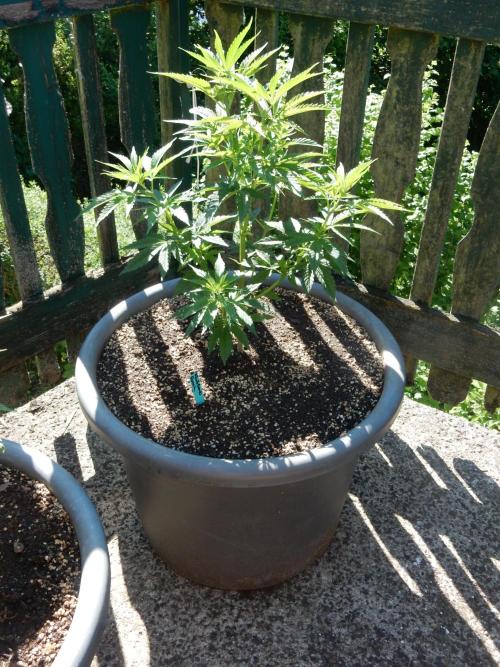 Fruit Bomb Punch Outdoor - 26. Week 6