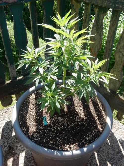 Fruit Bomb Punch Outdoor - 26. Week 6