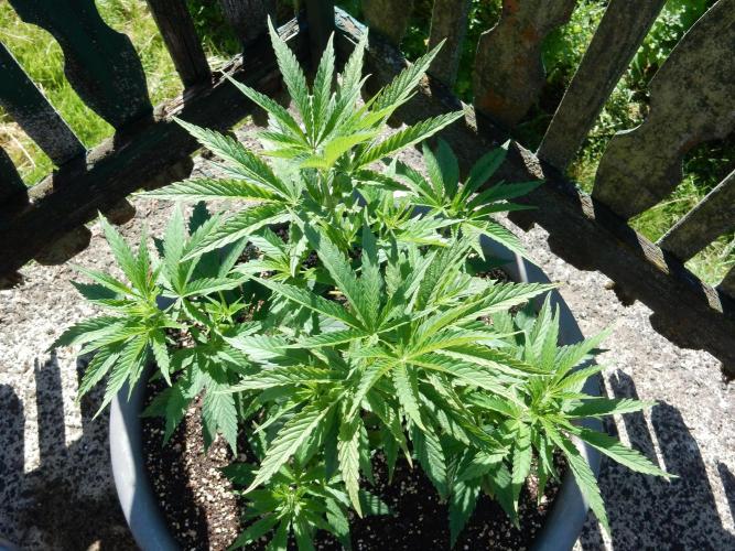 Fruit Bomb Punch Outdoor - 26. Week 6