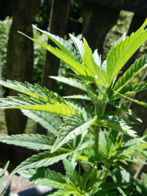 Fruit Bomb Punch Outdoor - 26. Week 6
