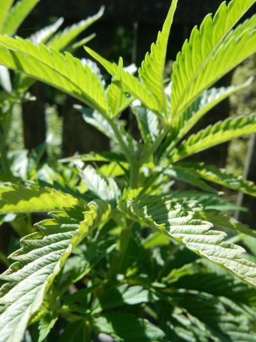Fruit Bomb Punch Outdoor - 26. Week 6