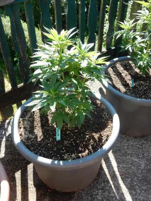 Blueberry - Outdoor 26. Week 6