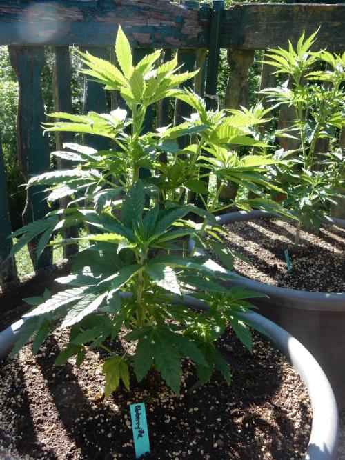 Blueberry - Outdoor 26. Week 6