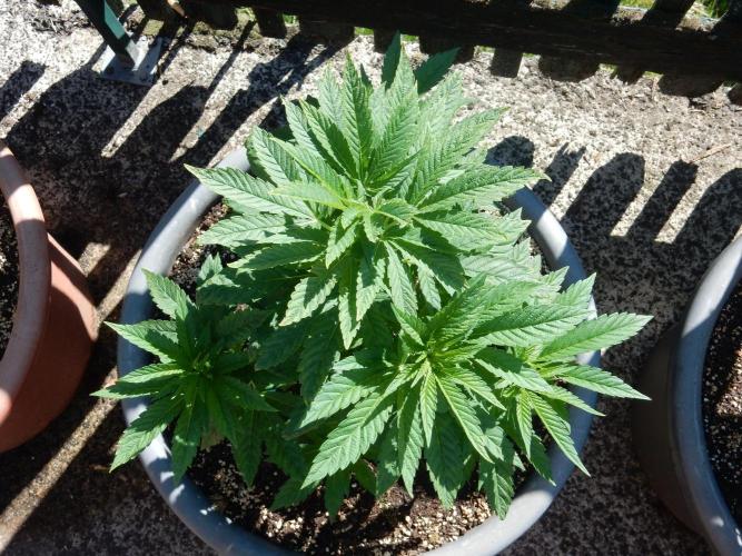 Blueberry - Outdoor 26. Week 6