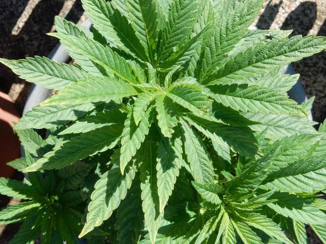 Blueberry - Outdoor 26. Week 6