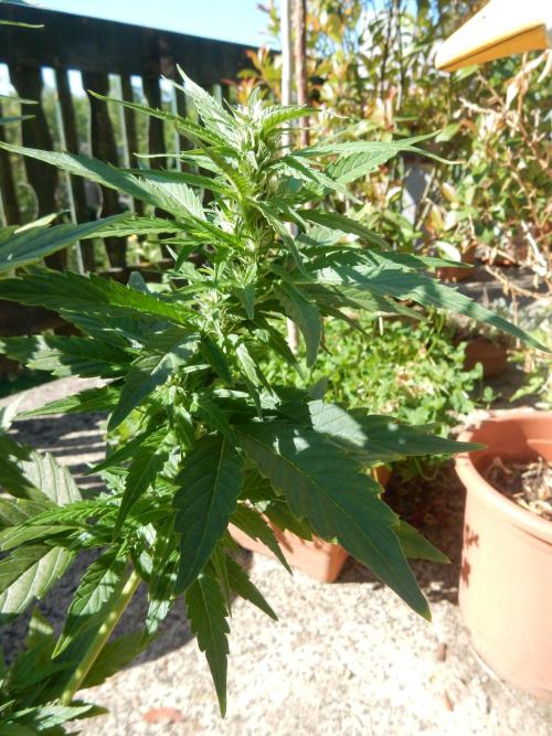 Candyland - Outdoor 26. Week 6