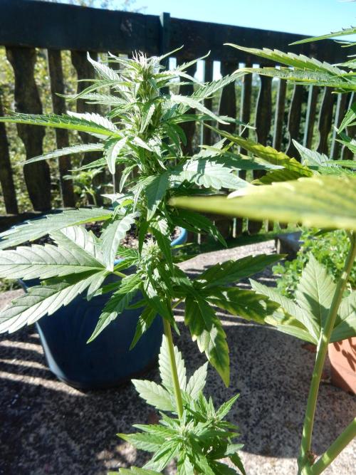 Candyland - Outdoor 26. Week 6