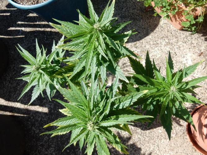 Candyland - Outdoor 26. Week 6