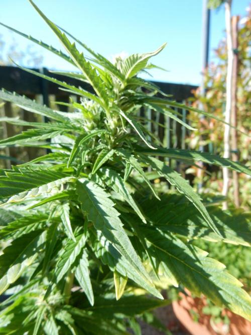 Candyland - Outdoor 26. Week 6