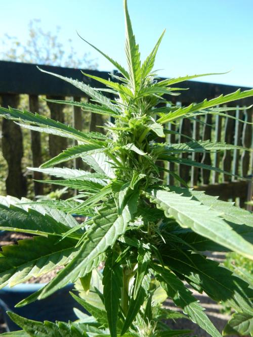 Candyland - Outdoor 26. Week 6