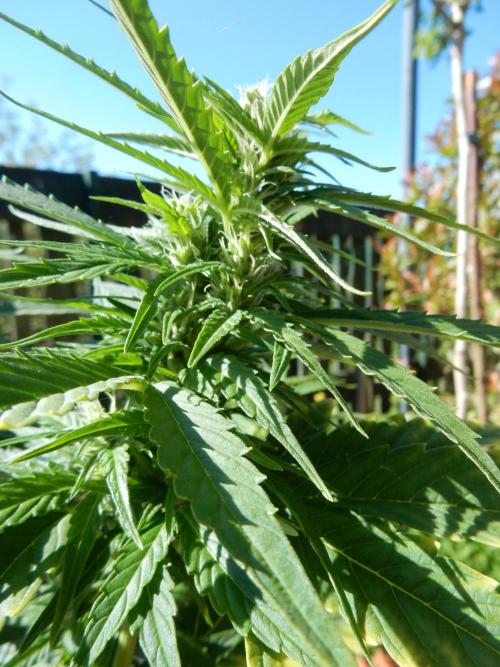 Candyland - Outdoor 26. Week 6