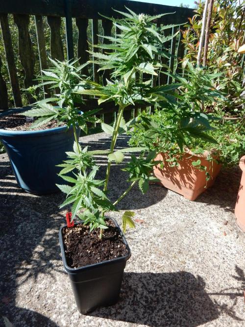 Candyland - Outdoor 26. Week 6