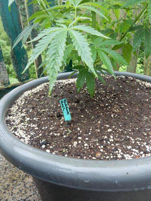 Fruit Bomb Punch Outdoor - 26. Week 7