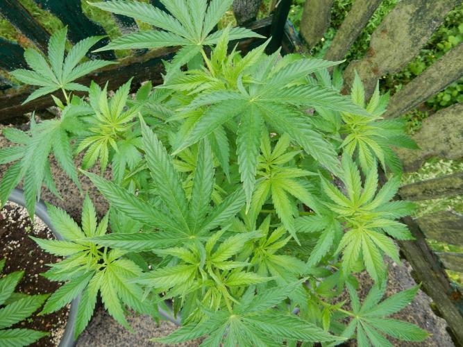Fruit Bomb Punch Outdoor - 26. Week 7