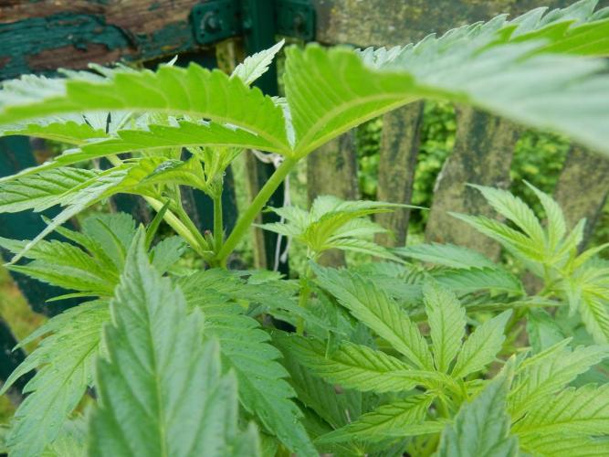 Fruit Bomb Punch Outdoor - 26. Week 7