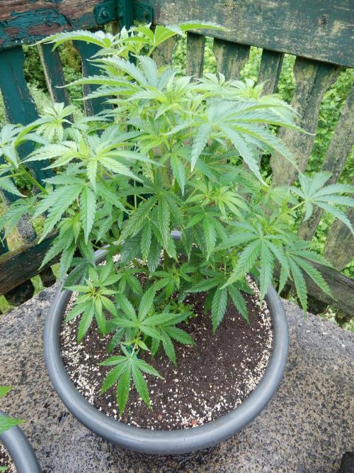 Fruit Bomb Punch Outdoor - 26. Week 7