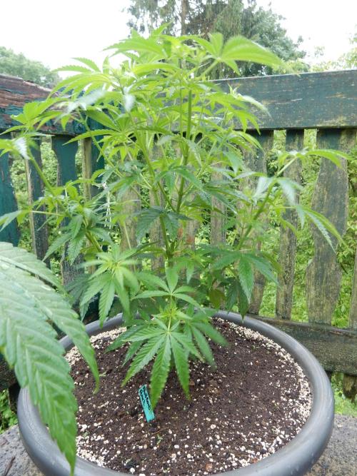 Fruit Bomb Punch Outdoor - 26. Week 7