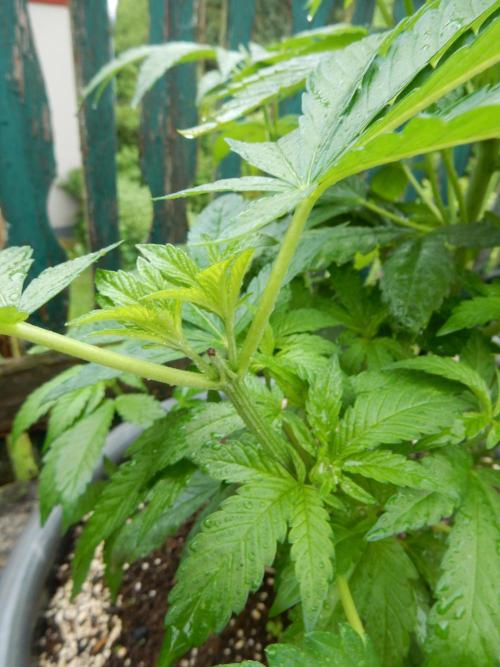 Blueberry - Outdoor 26. Week 7