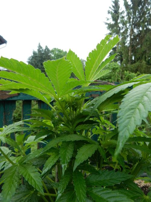 Blueberry - Outdoor 26. Week 7