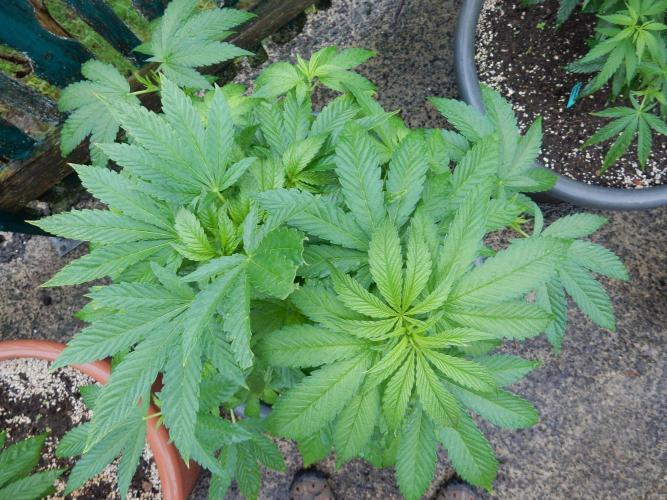 Blueberry - Outdoor 26. Week 7