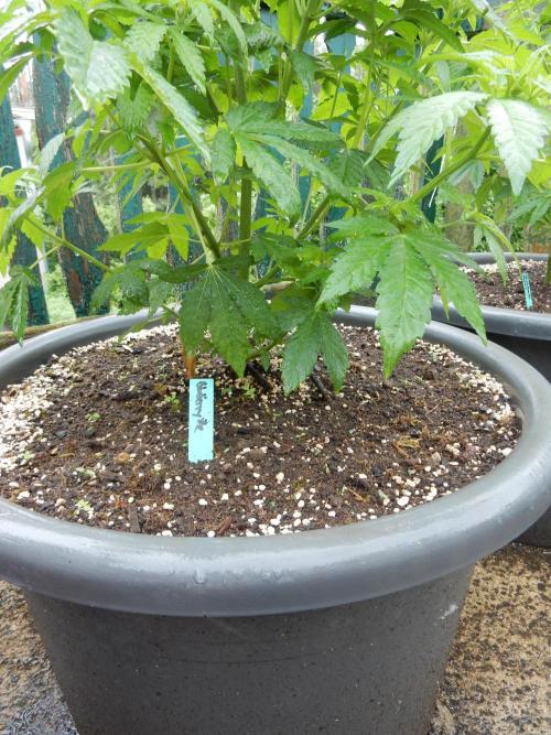 Blueberry - Outdoor 26. Week 7