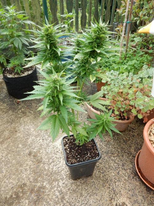 Candyland - Outdoor 26. Week 7