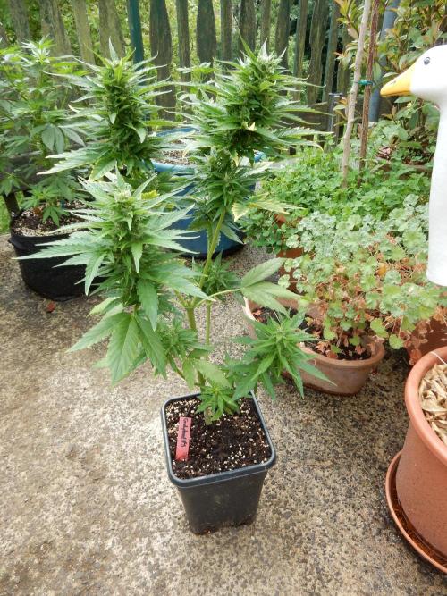 Candyland - Outdoor 26. Week 7