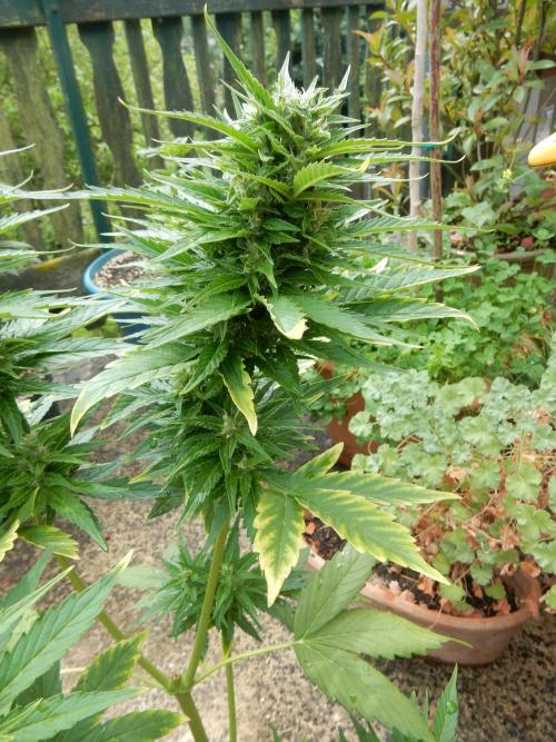 Candyland - Outdoor 26. Week 7
