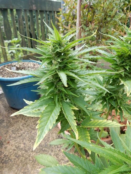 Candyland - Outdoor 26. Week 7